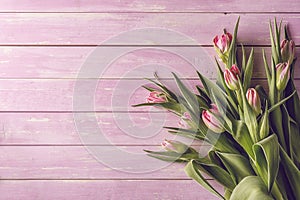 Pink tulips on pink wooden background, happy easter, springtime