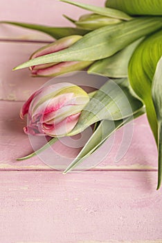 Pink tulips on pink wooden background, happy easter, springtime