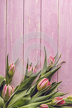 Pink tulips on pink wooden background, happy easter, springtime