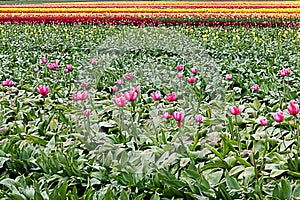 Pink tulips planted with rows of rainbow stripes of colors into the distance