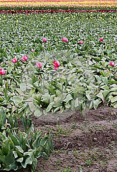 Pink tulips planted with rows of rainbow stripes of colors into the distance