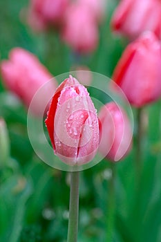 Rosa tulipani la pioggia 