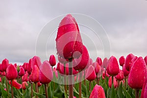 Pink Tulips on a rainy day