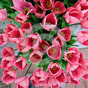Pink tulips seen from overhead peering into the flower