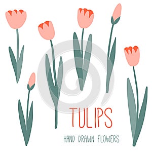 Pink tulips set. Spring or summer graphic design