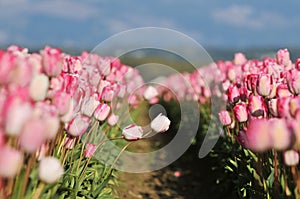 Pink tulips in skagit valley farm field