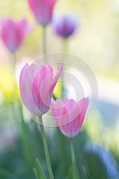 Pink tulips with soft focus on open space. photo