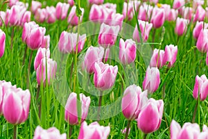 Pink tulips on spring field