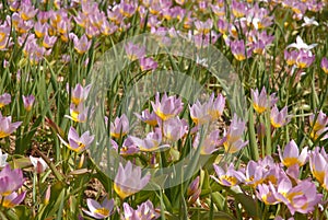 Pink tulips in a Spring garden