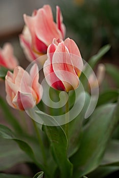 Pink tulips in the spring garden