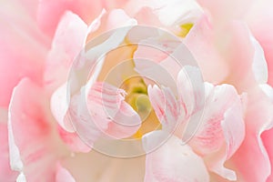 Pink Tulips in spring season.Closeup.