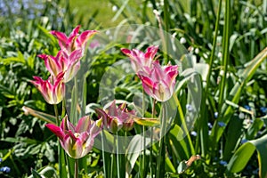 Pink tulips in the spring sunshine photographed at the historic walled garden at Eastcote House Gardens, London UK