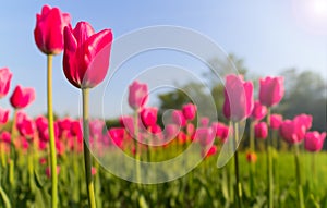 Pink tulips and sun