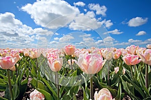 Pink tulips on sunny field and blue sky