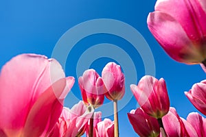 Pink tulips in a tulip field, Burnside Farms Virginia. photo