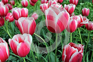 Pink tulips - Tulipanes rosas photo