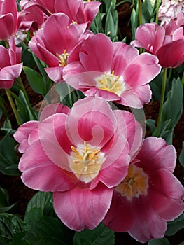 Pink tulips. Tulips are blooming.