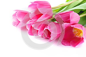 Pink Tulips for Valentines or Mothers Day. Isolated