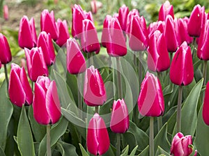 Pink tulips, variety Capri Dream, growing in a garden