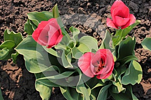 Pink tulips, variety of Dutch Holland flower bulbs in the garden. Natural lighting. Top view