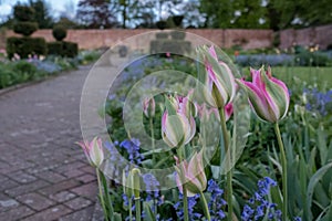 Pink tulips and a variety of wild flowers including blue forget-me-nots in Eastcote House Gardens, UK, historic walled garden