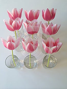 Pink tulips in vase