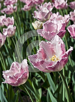 Pink tulips
