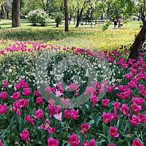 Pink tulips white