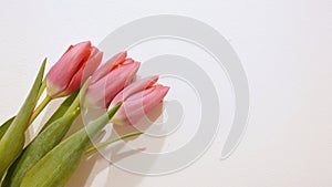 Pink tulips on white background