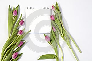 The Pink tulips on a white background as a postcard to Valentine`s Day