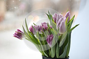 Pink tulips on white background photo