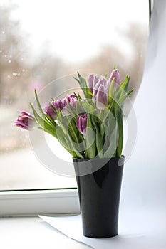 Pink tulips on white background photo