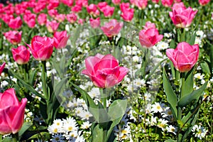 Pink tulips and white flowers