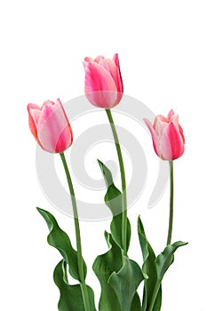 Three Pink Tulips on White