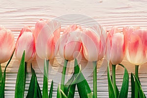 Pink tulips on white rustic wooden background flat lay. spring t