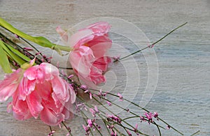 Pink tulips on wood background