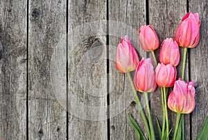 Pink Tulips on Wooden Planks photo