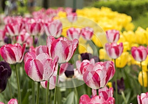Pink tulips on yellow background in spring Park on Elagin island, St. Petersburg