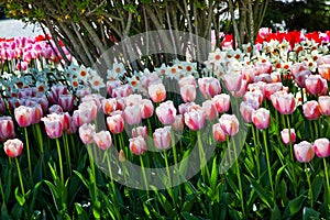 Pink TulipsFlowers Skagit Washington