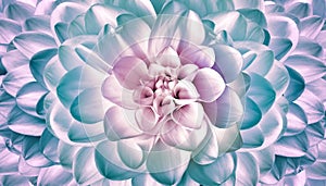 Pink-turquoise dahlia flower. Floral background. Closeup. For design.
