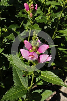 `Pink Turtlehead` flower - Chelone Obliqua