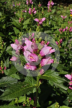 `Pink Turtlehead` flower - Chelone Obliqua