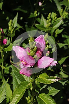 `Pink Turtlehead` flower - Chelone Obliqua