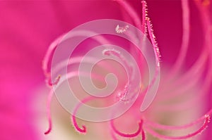 Pink twisting flower stamen