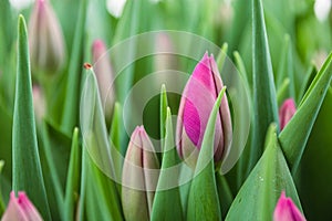 Pink ulips, flowers, greenhouse. Beautiful tulips blooming in the greenhouse. Floral background