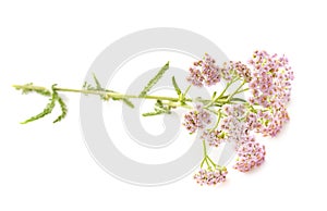 Pink umbellifers in studio