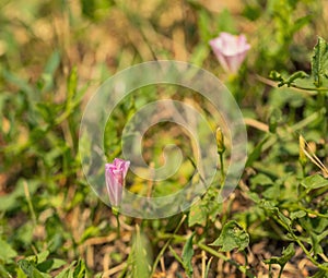 Pink unblown wild flower on a green background. Field bindweed. Summer concept.