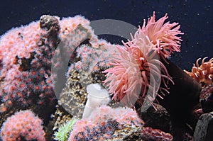 Pink Underwater Scenery