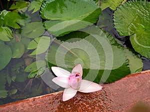 Pink unopened lotus