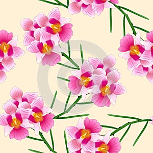 Pink Vanda Miss Joaquim Orchid. Singapore National Flower. on Ivory Beige Background. Vector Illustration.